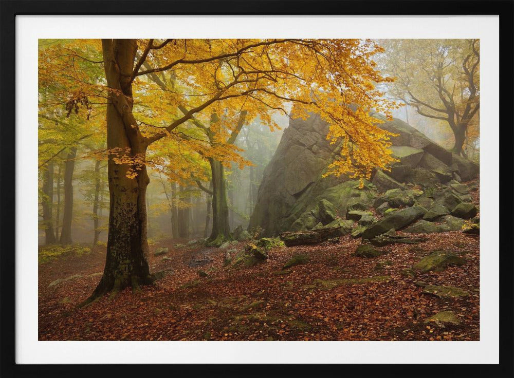Herfstbos | Poster