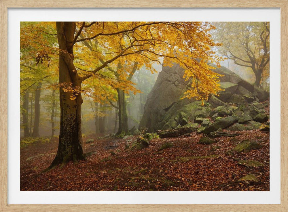 Herfstbos | Poster