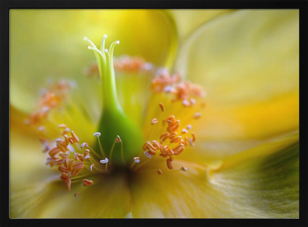 Hypericum | Poster