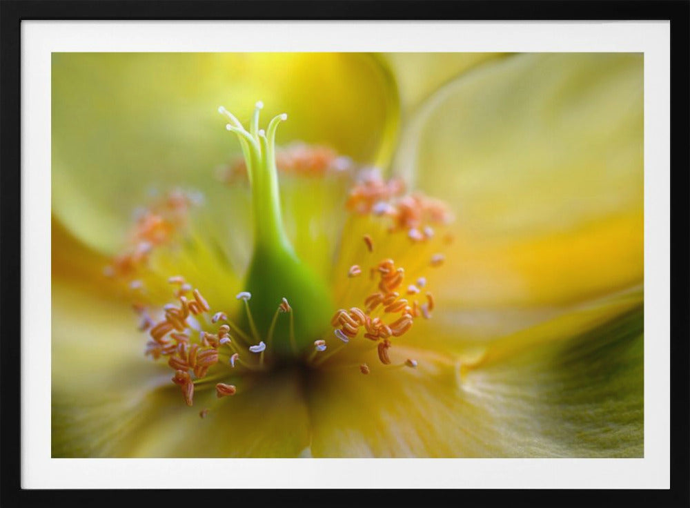 Hypericum | Poster