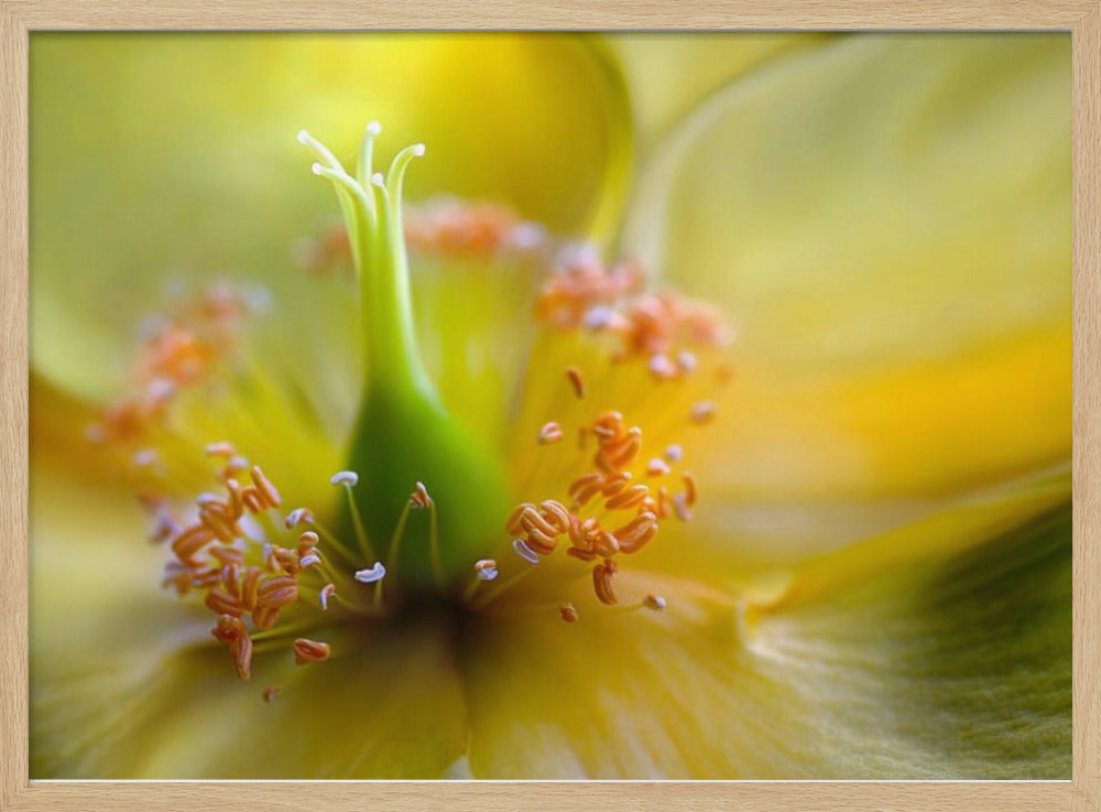 Hypericum | Poster