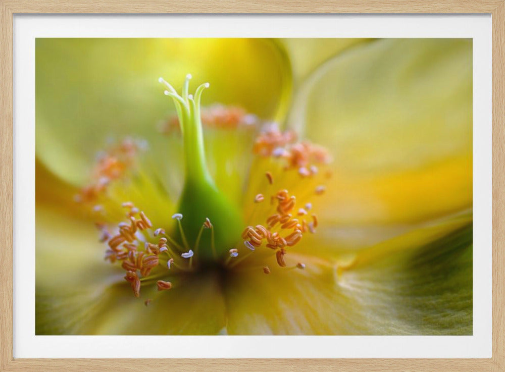 Hypericum | Poster
