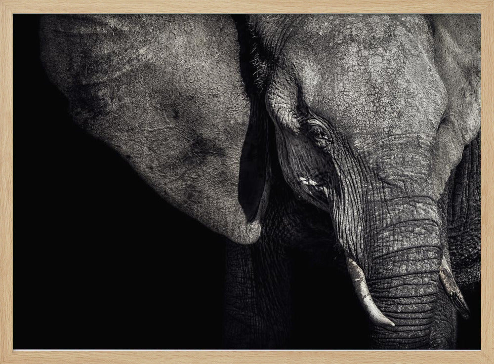 De Matriarch | Poster