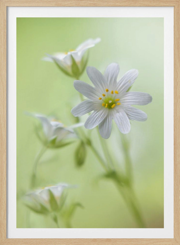 Lente schittering | Poster