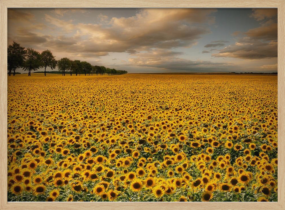 Zonnebloemen | Poster