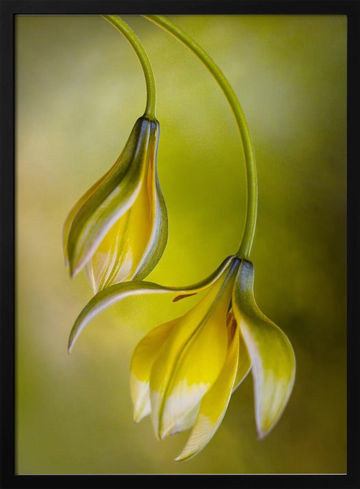 Tulp | Poster