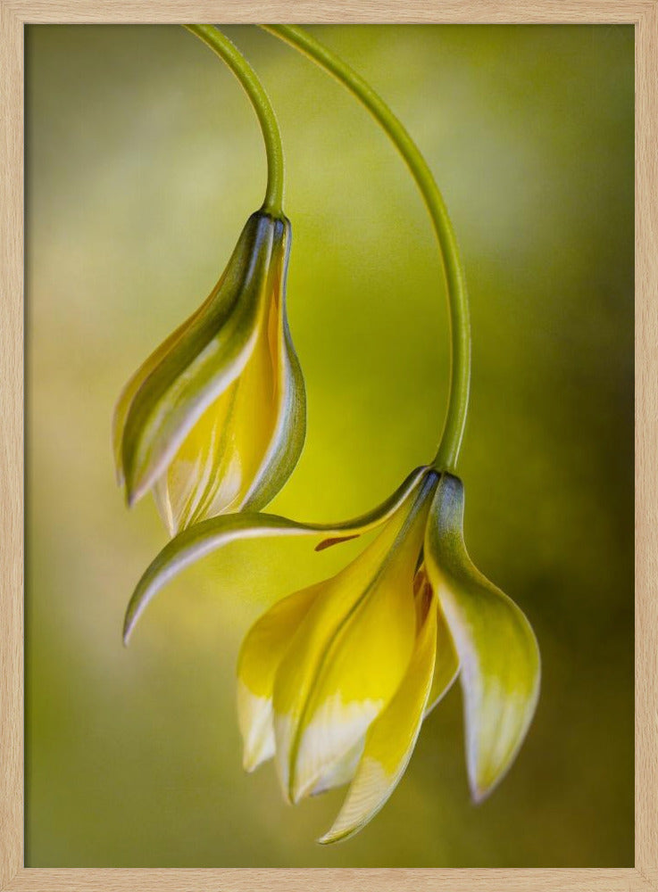 Tulp | Poster