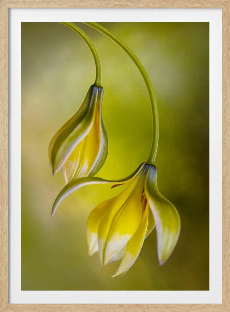 Tulp | Poster