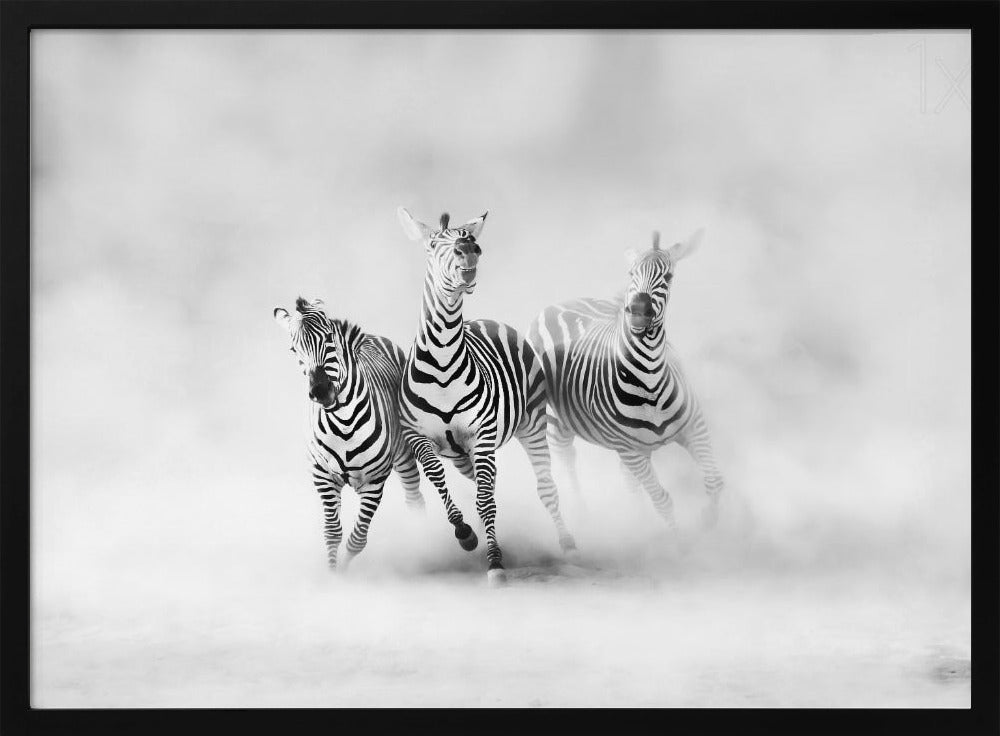 ZEBRAS | Poster