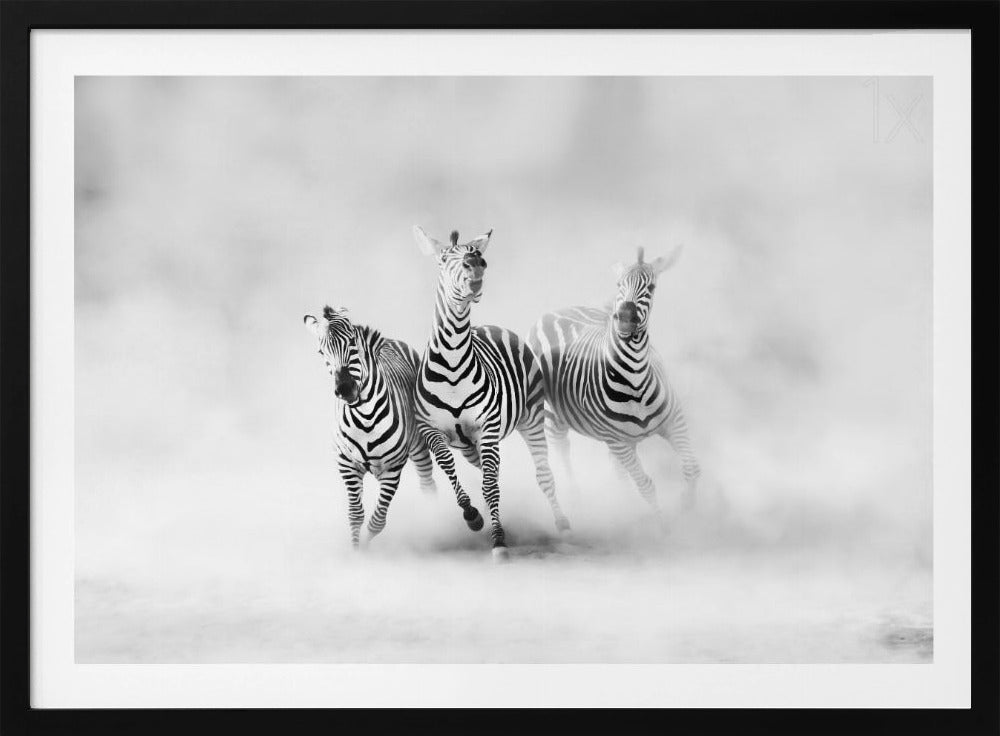 ZEBRAS | Poster
