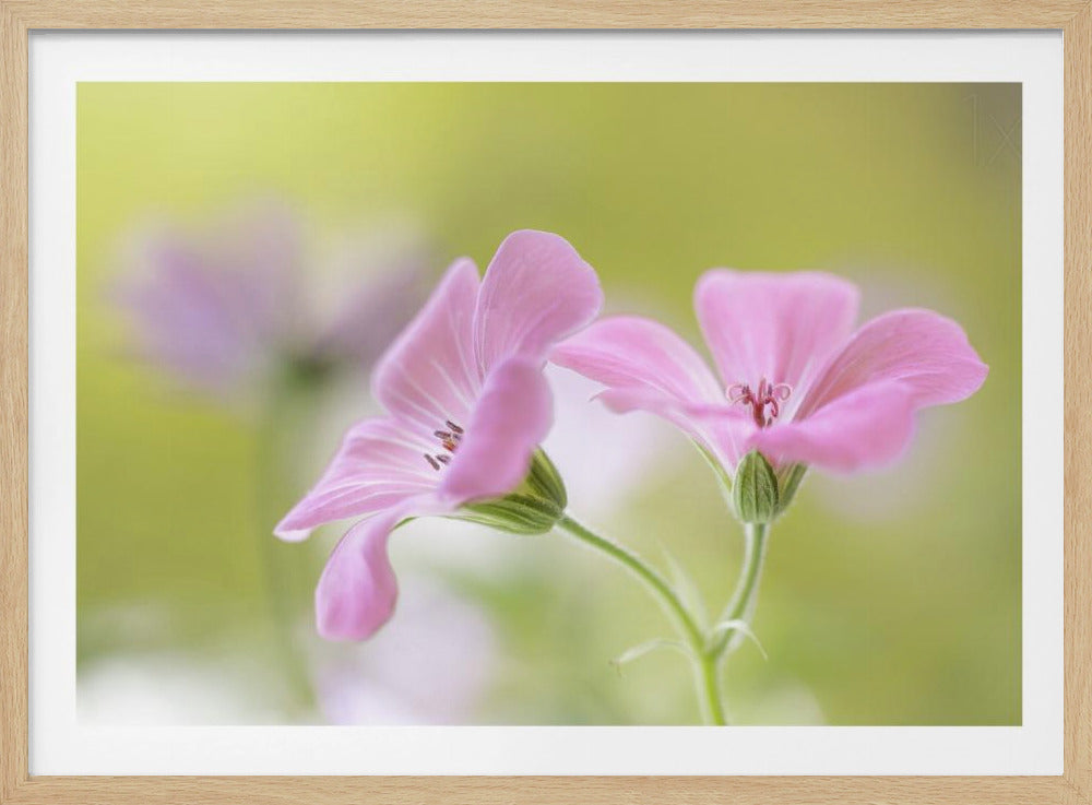 Roze Melodie | Poster