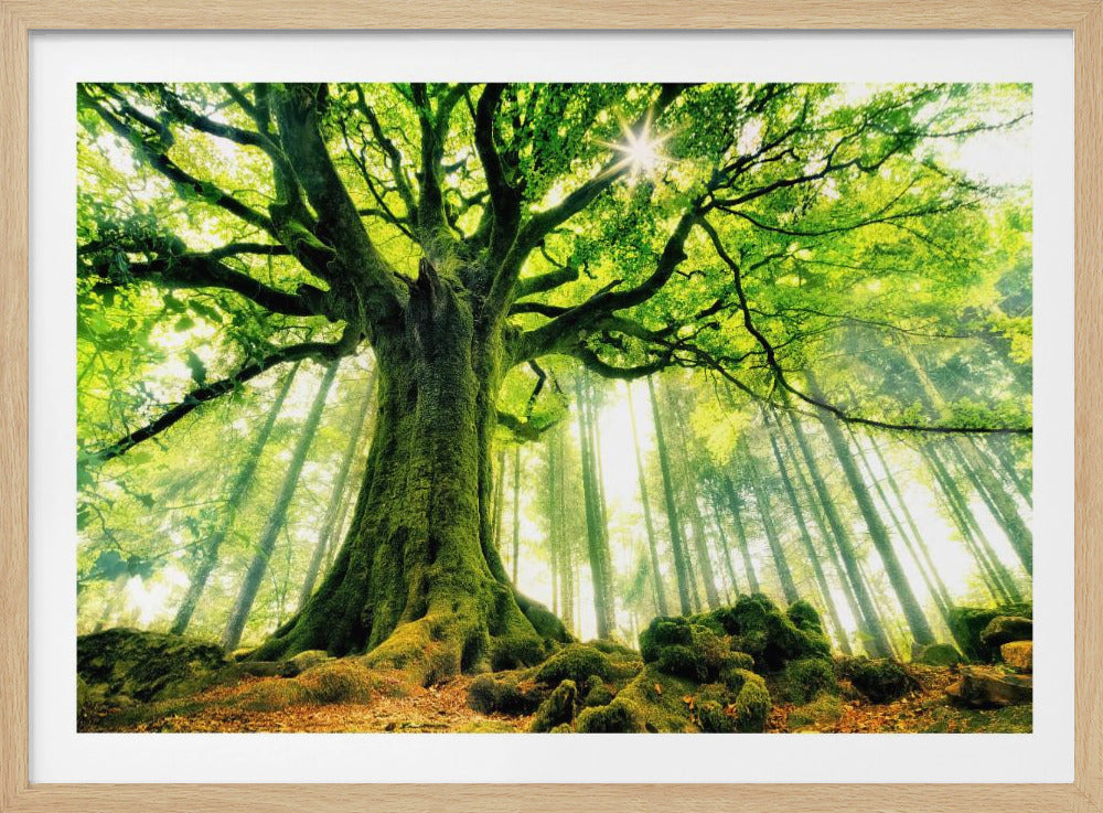 Ponthus' Beuk | Poster