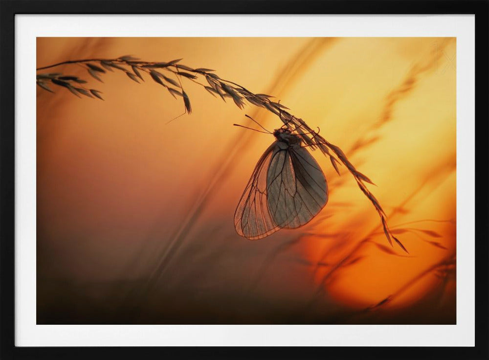 Welterusten | Poster