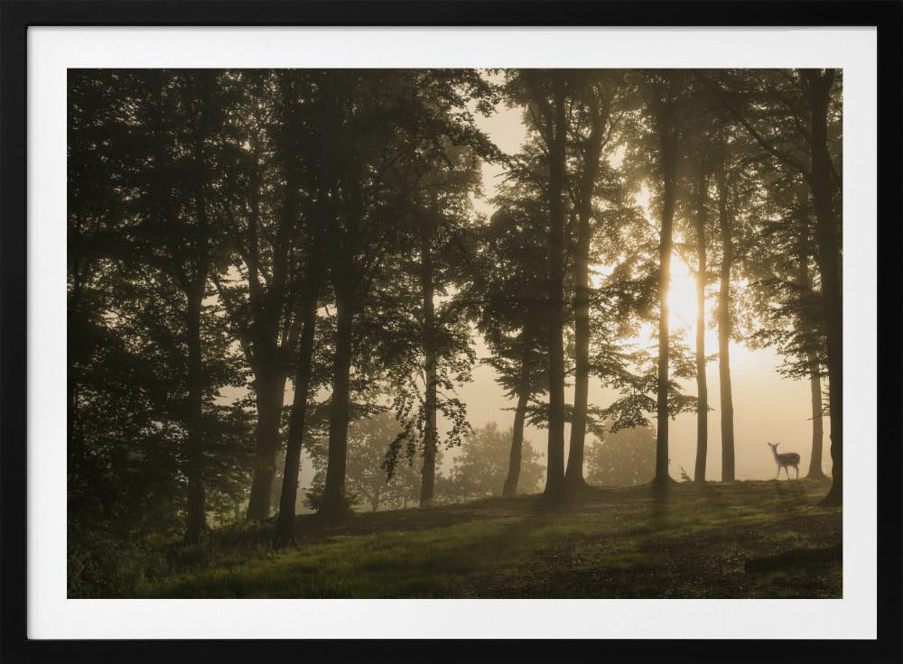 Hert in de ochtendmist. | Poster