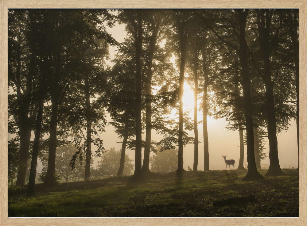 Hert in de ochtendmist. | Poster