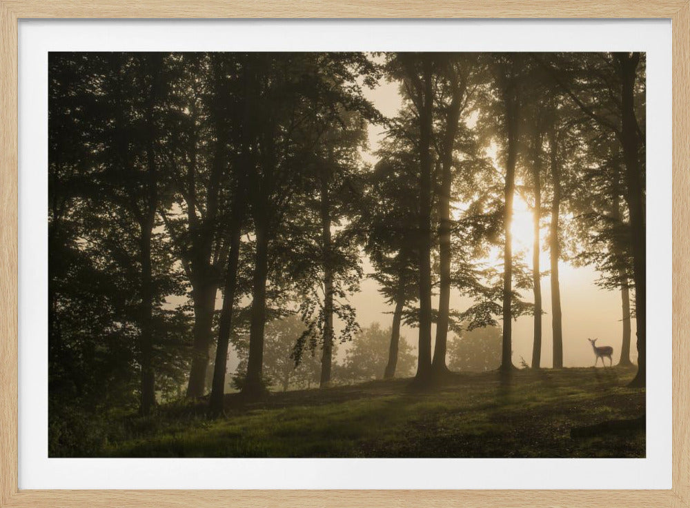 Hert in de ochtendmist. | Poster
