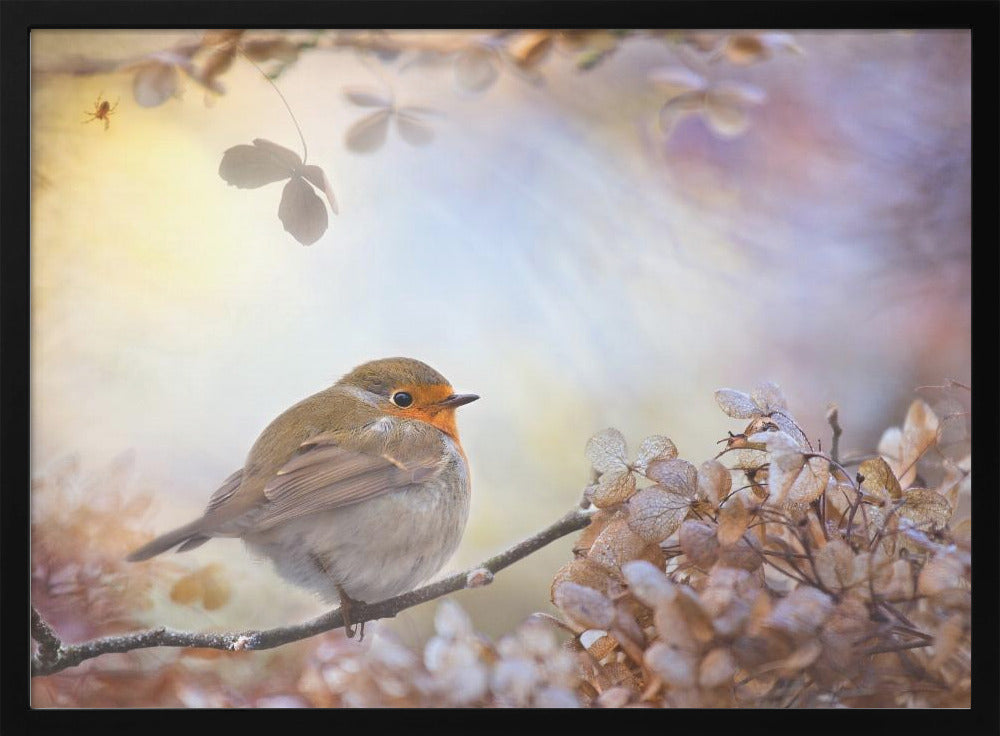Robin over dromen | Poster