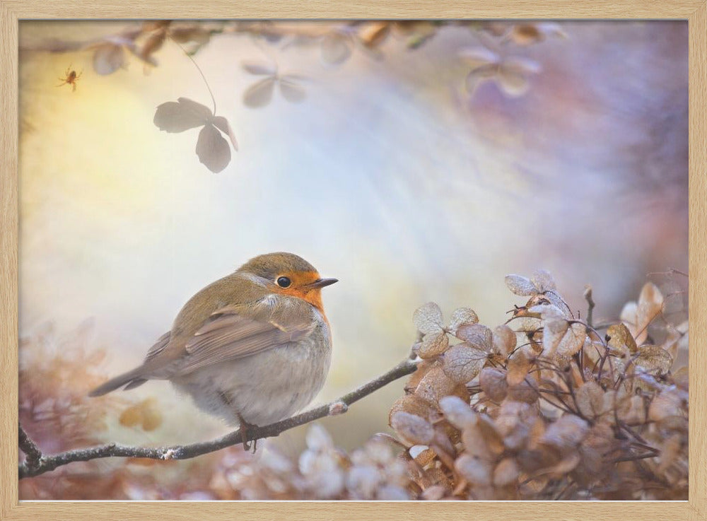 Robin over dromen | Poster