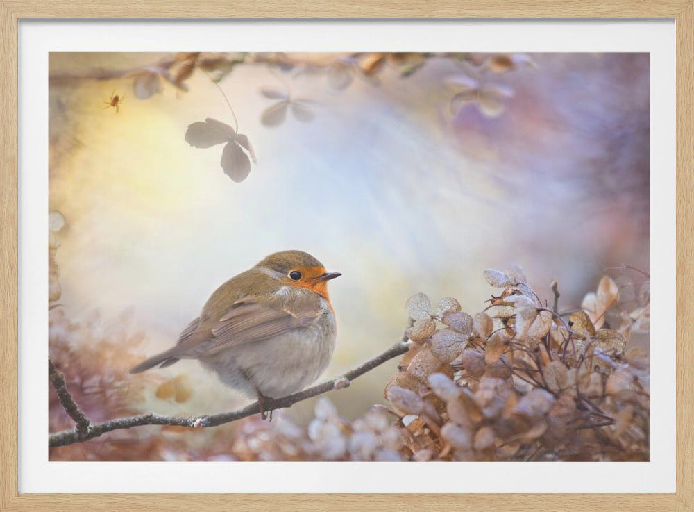 Robin over dromen | Poster