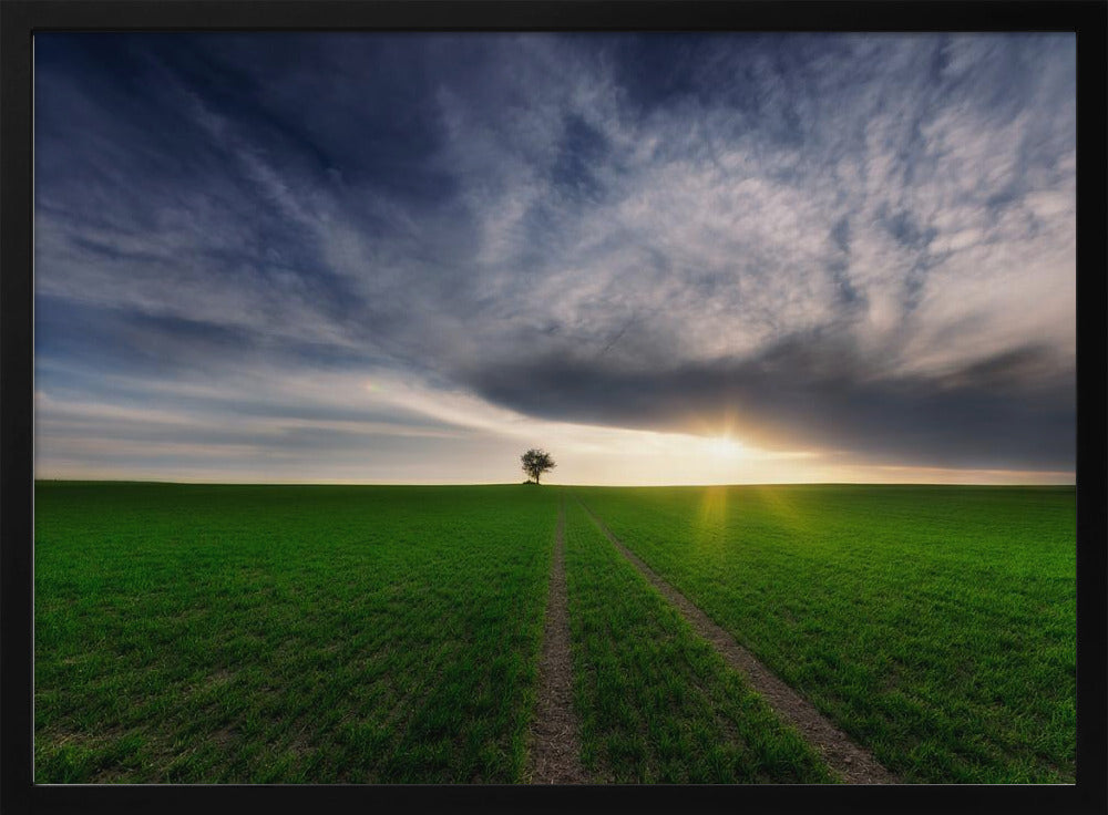 eenling in de zon | Poster