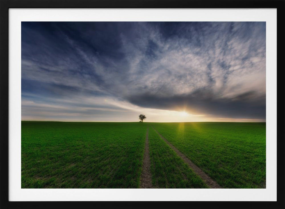 eenling in de zon | Poster