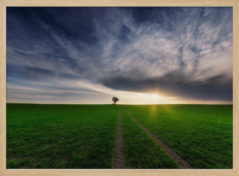 eenling in de zon | Poster