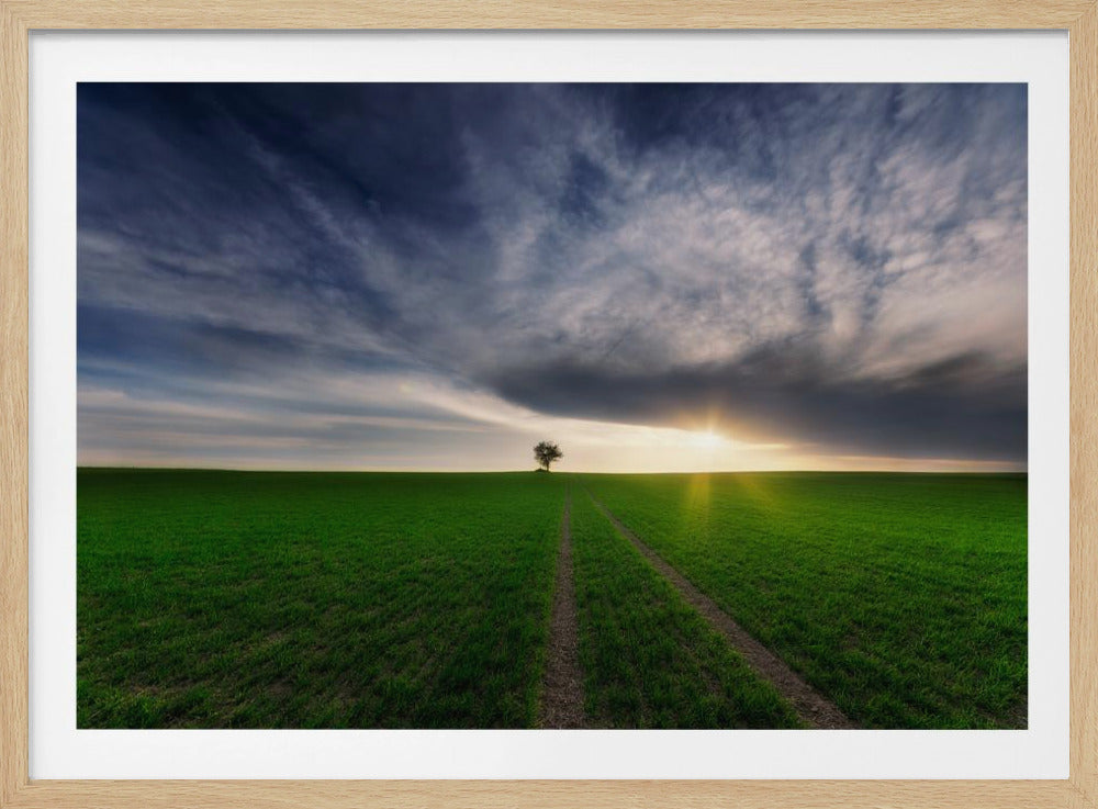 eenling in de zon | Poster