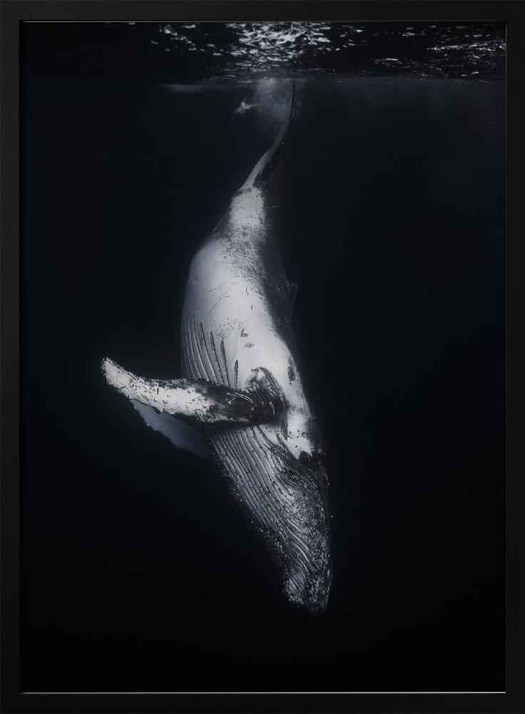 Zwarte Walvis | Poster