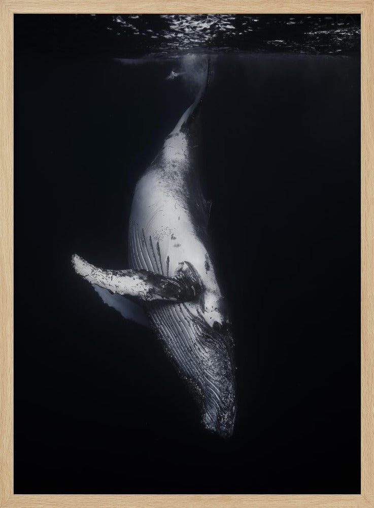 Zwarte Walvis | Poster