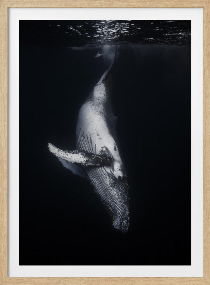 Zwarte Walvis | Poster