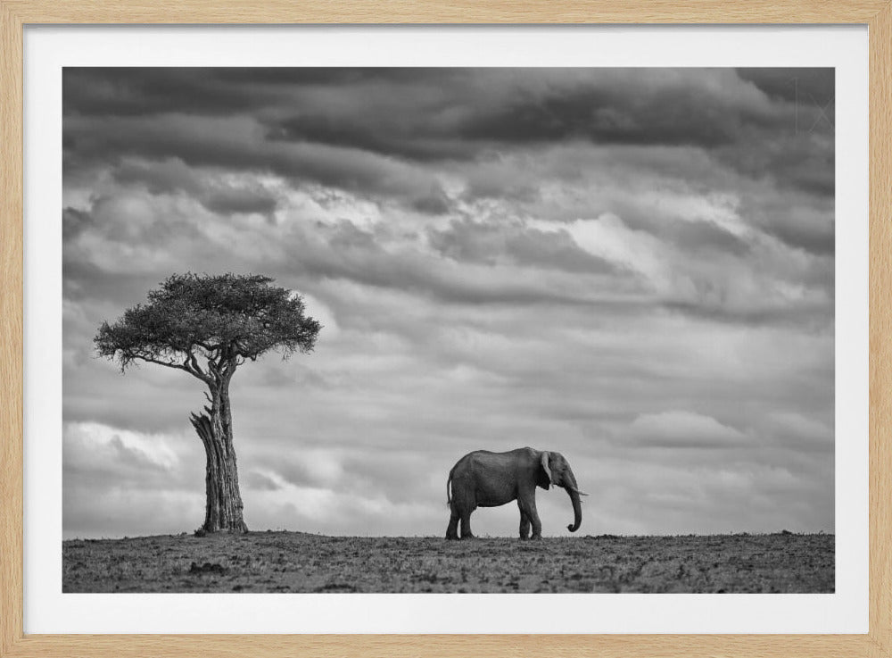Olifantenlandschap | Poster