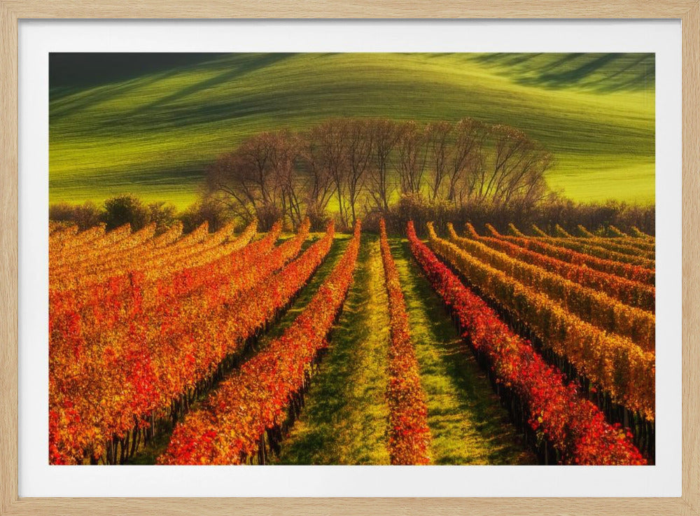 wijnbouw | Poster