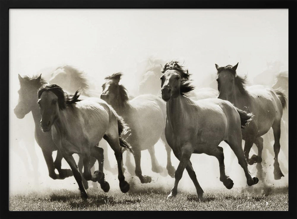 Paard | Poster