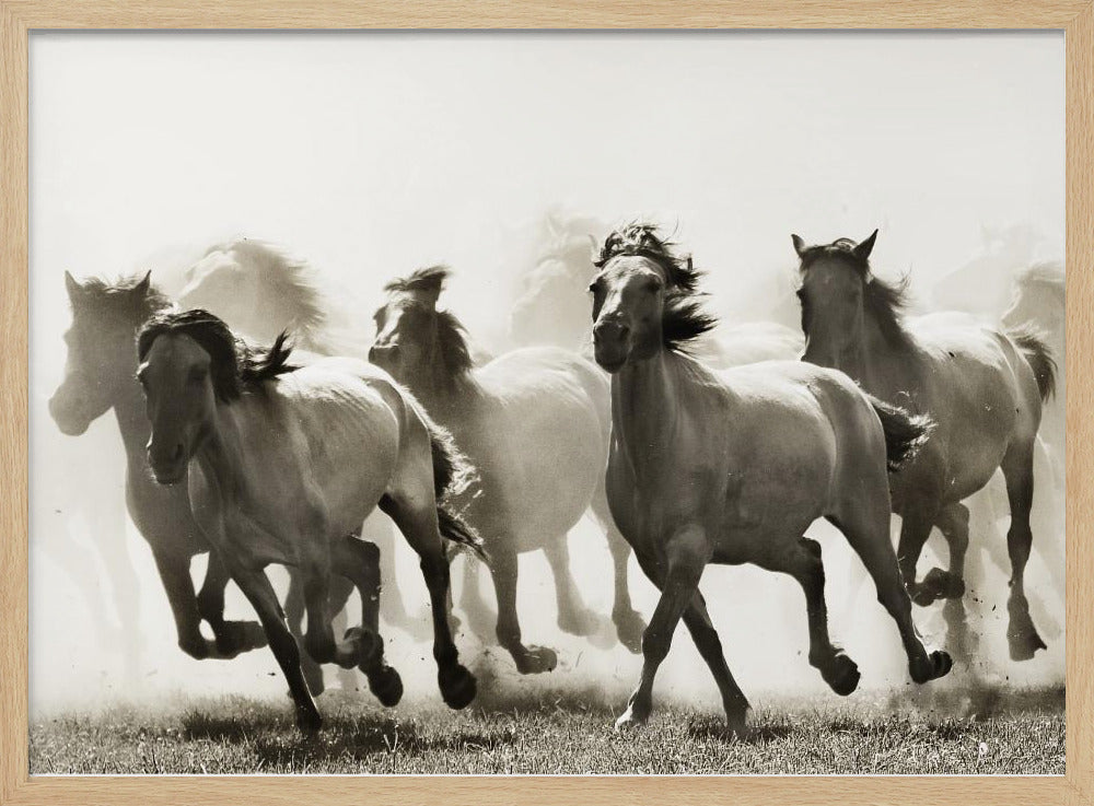 Paard | Poster