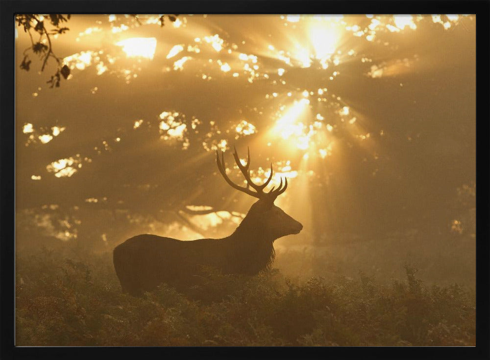 Spook van het bos | Poster