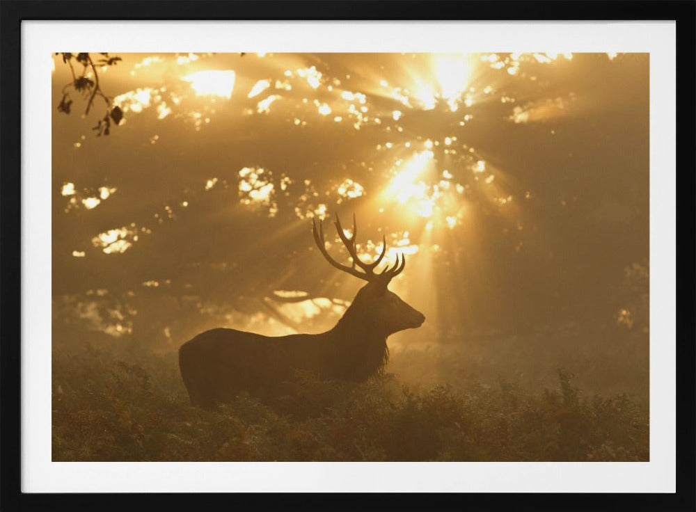 Spook van het bos | Poster
