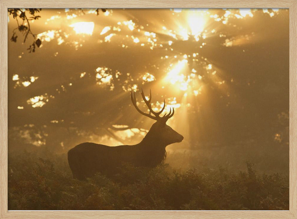 Spook van het bos | Poster