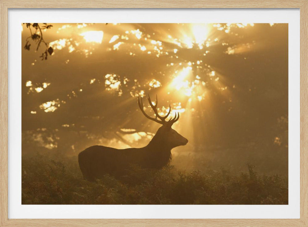 Spook van het bos | Poster