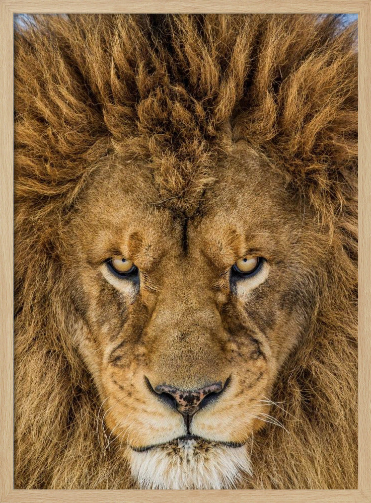 Serieuze Leeuw | Poster