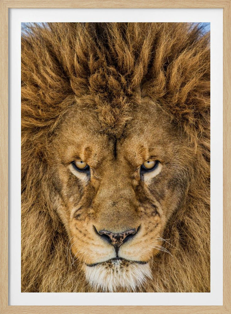Serieuze Leeuw | Poster