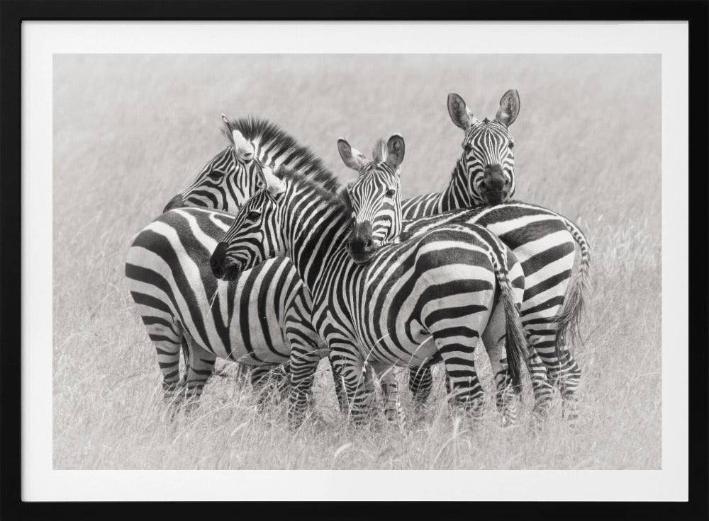 Zebra's | Poster