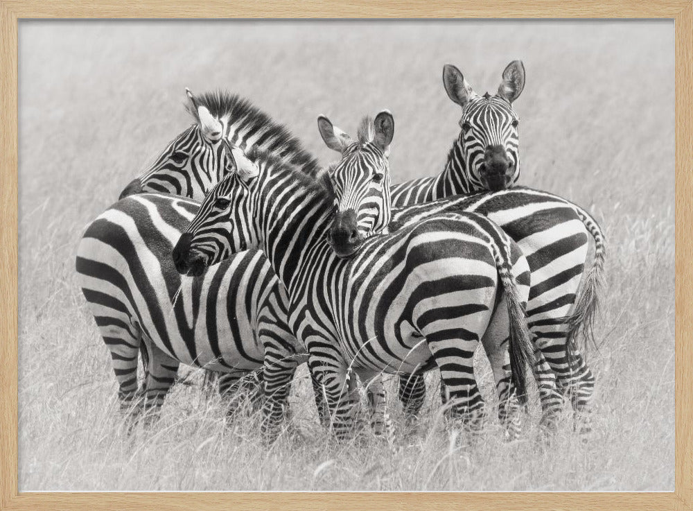 Zebra's | Poster