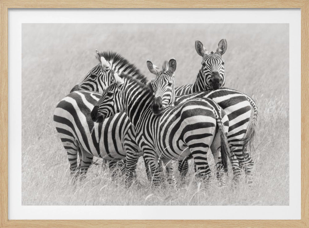 Zebra's | Poster