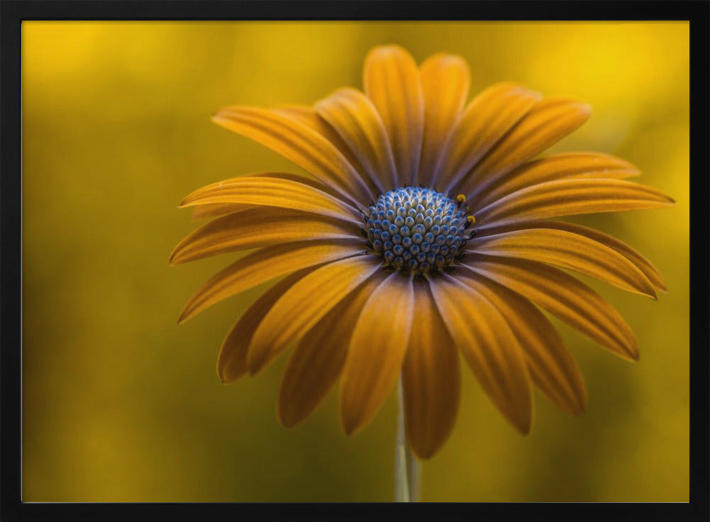 Zonnebloem Daisy | Poster