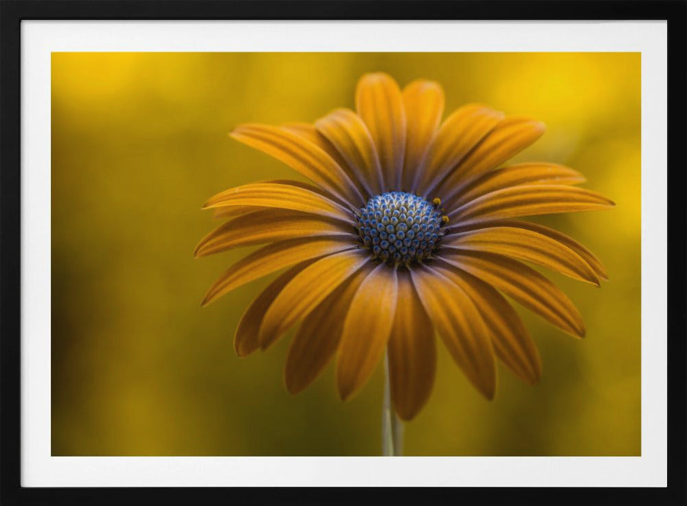 Zonnebloem Daisy | Poster