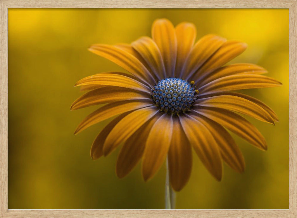 Zonnebloem Daisy | Poster
