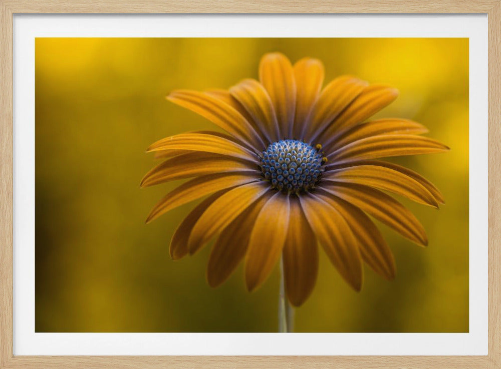 Zonnebloem Daisy | Poster