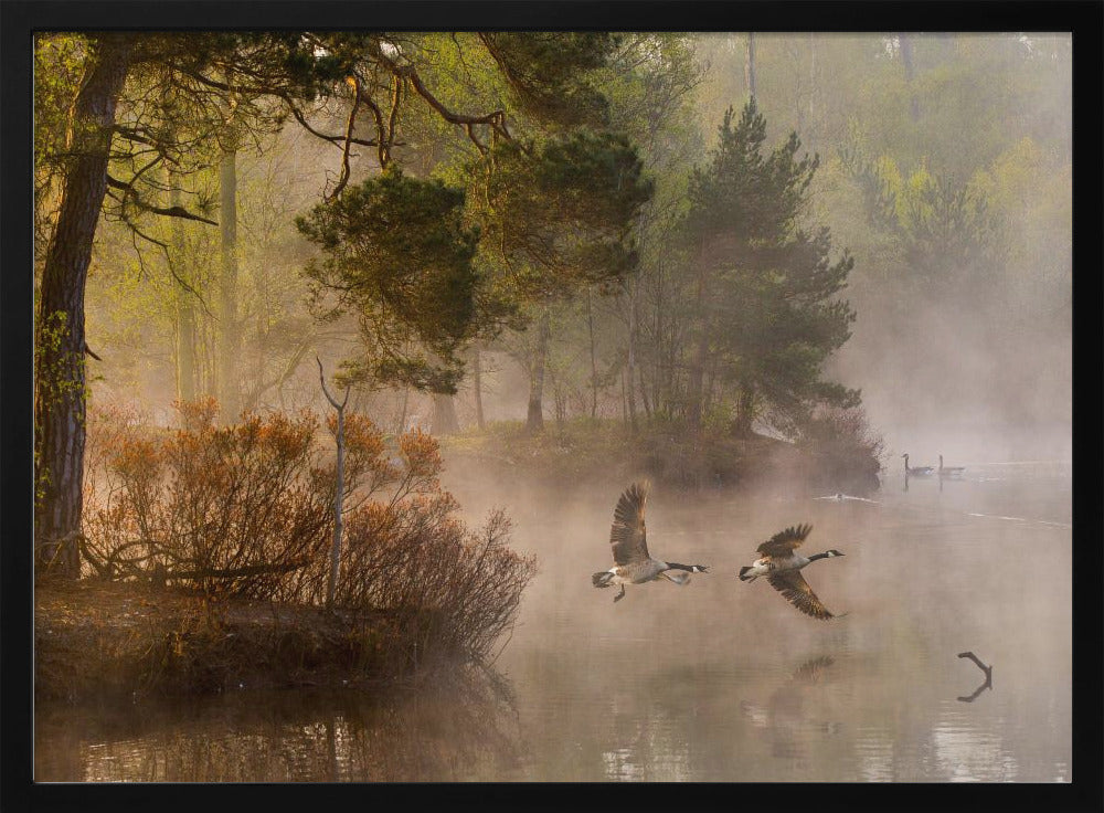 Ganzengevecht | Poster