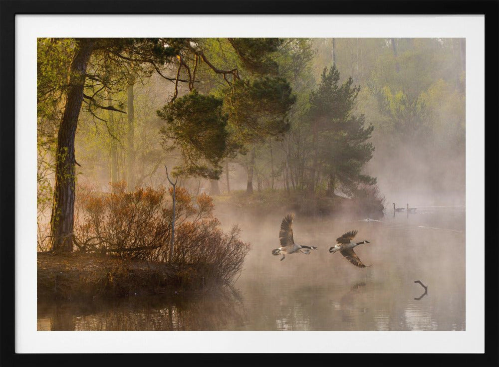 Ganzengevecht | Poster