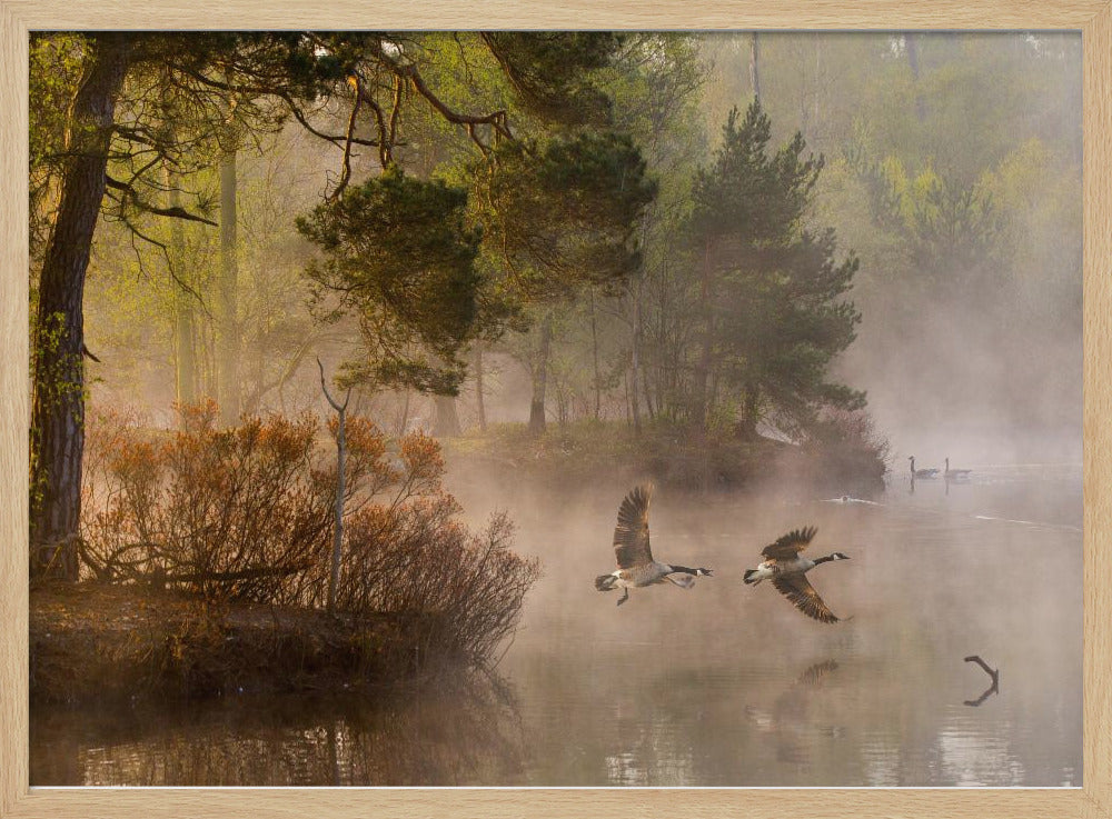 Ganzengevecht | Poster